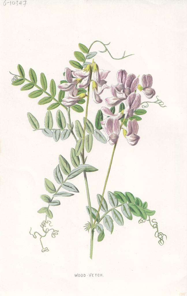 FLOWERS. Wood-Vetch c1895 old antique vintage print picture